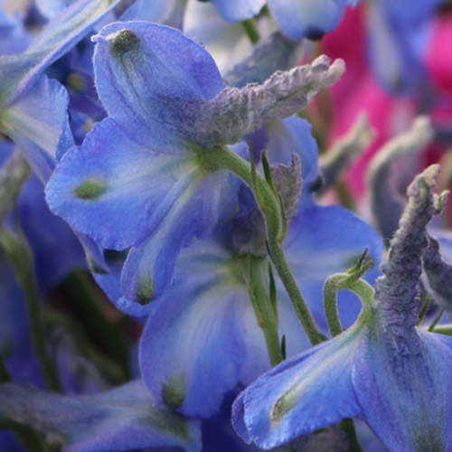 BLUMENTOCHTER Familie