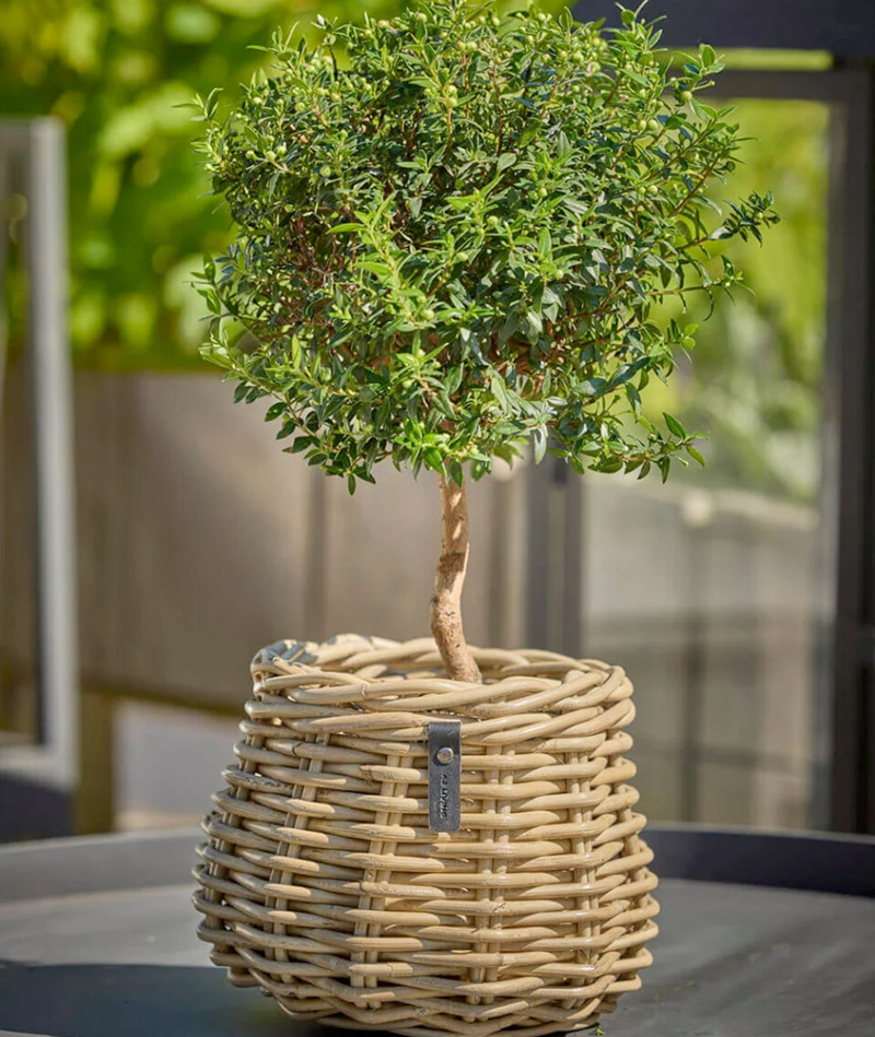 BLUMENTOCHTER a2 Living Rattan-Blumenkorb Pear, Kubu