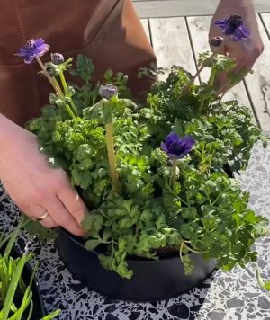 a2_Runde_Pflanzschale_Schwarz_04 a2 Living Pflanzschalen 2er Set, rund